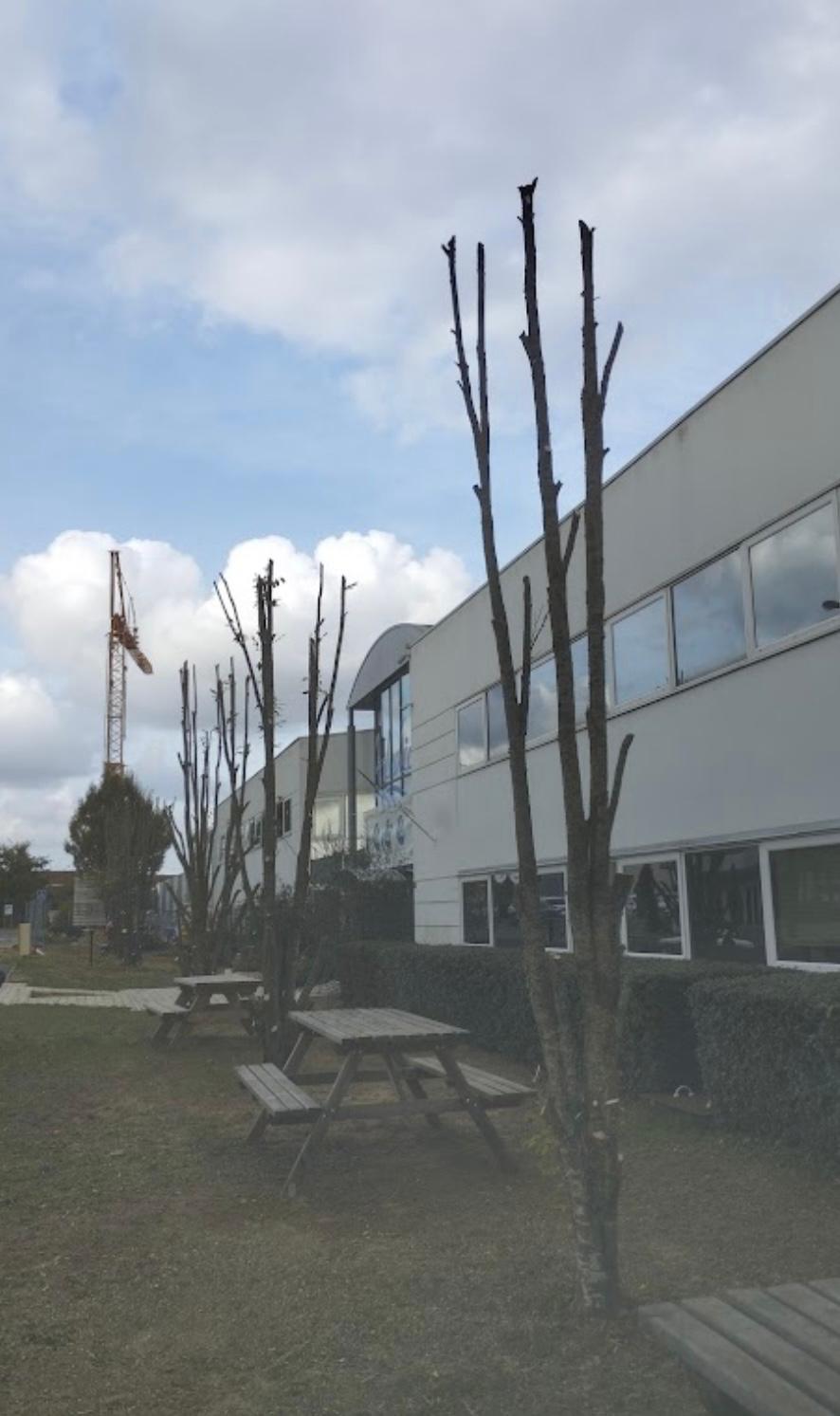 Arbres taillés en hiver devant un bâtiment, après une intervention d'élagage