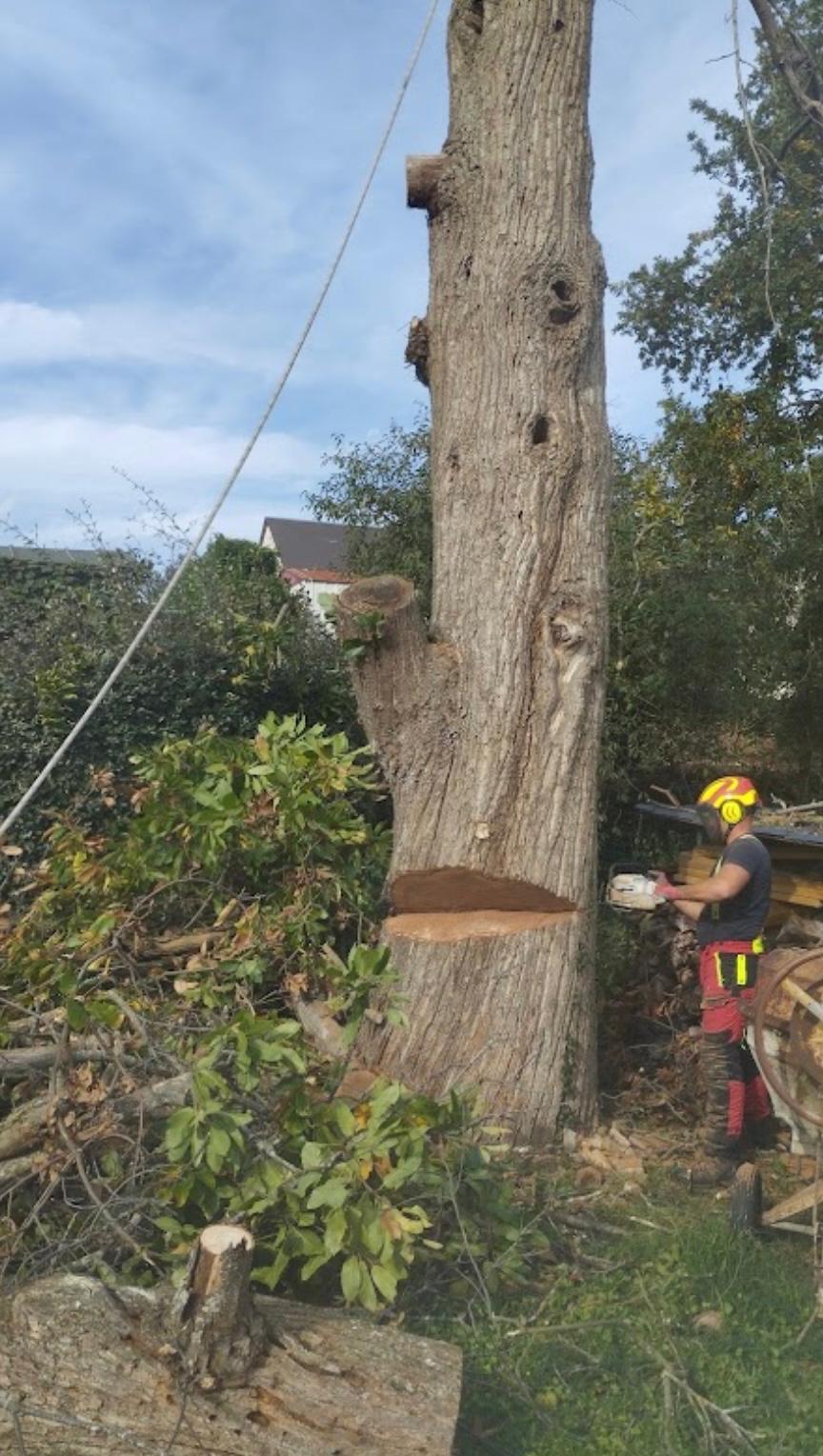 Haie taillée bordant un jardin entretenu