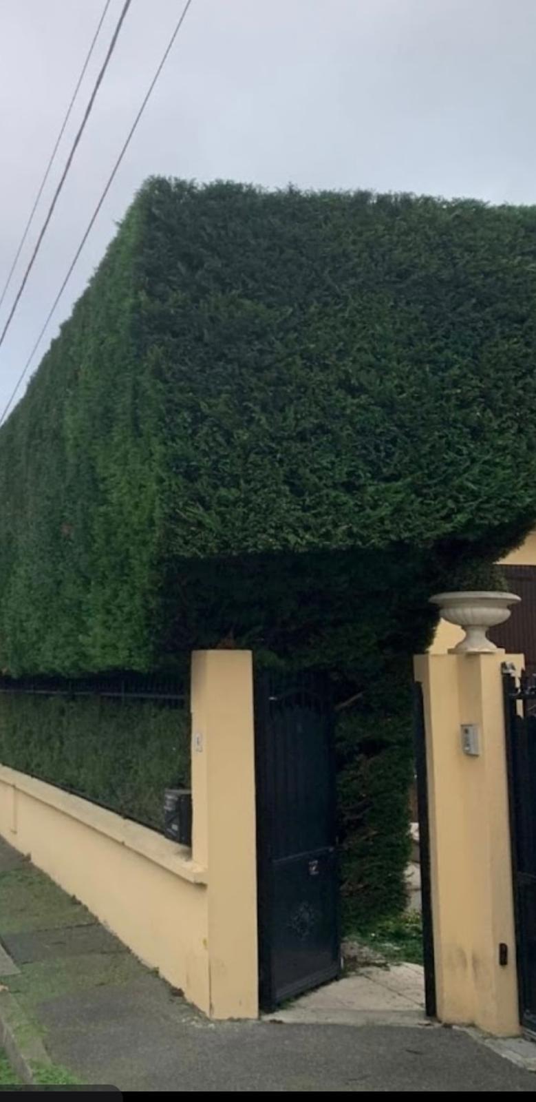 Haie taillée séparant deux jardins voisins