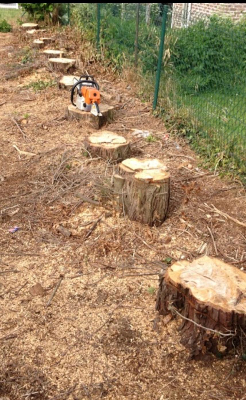 Souches et billots de bois coupé au sol après un abattage